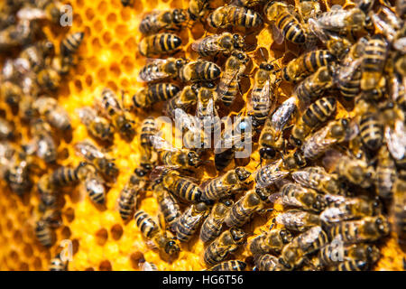 Vue rapprochée du groupe abeilles sur les cellules de miel Banque D'Images