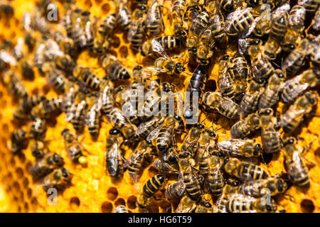 Vue rapprochée du groupe abeilles sur les cellules de miel Banque D'Images