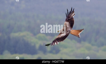 Un Milan royal (Milvus milvus) monte sur une forêt dans la pluie, Galloway, Scotland Banque D'Images