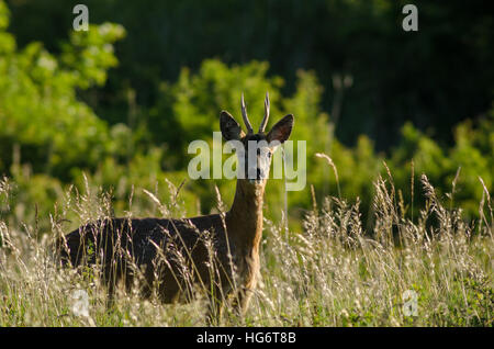 Un Chevreuil (Capreolus capreolus) mâle debout dans l'herbe haute avec des buissons en arrière-plan sur une journée ensoleillée Banque D'Images