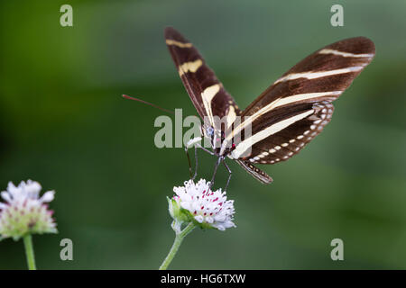 Zebra Longwing (Papillon Heliconius charitonius) se nourrissant sur une fleur, Belize, Amérique Centrale Banque D'Images