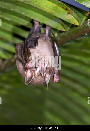 Sous-pygmée (Dermanura phaeotis ou Artibeus) perchoir en vertu de la feuille de palmier dans rainforest, Belize, Amérique Centrale Banque D'Images