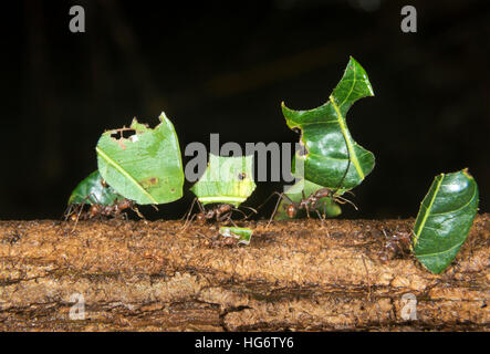 Les fourmis Atta colombica (osmia lignaria) transportant des morceaux de feuilles, Belize, Amérique Centrale Banque D'Images