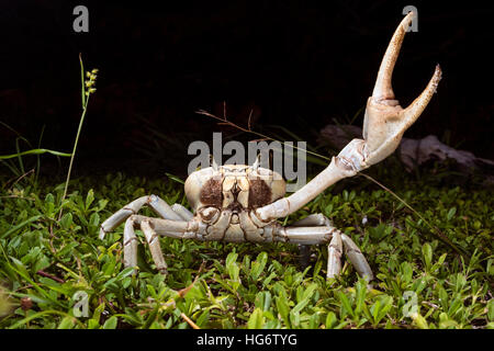 Terre bleue (crabe Cardisoma guanhumi) en position défensive dans la nuit, l'île de Caye Caulker, Belize, Amérique Centrale Banque D'Images