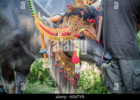 Habillé de réussite ce buffle d'Asie en full regalia au Makepung courses buffalo à Bali Banque D'Images