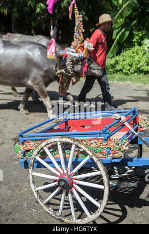 Cikar balinais ou char qui est utilisé à l'Makepung courses buffalo à Bali Banque D'Images