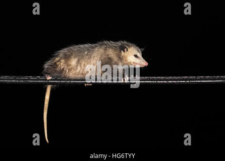 L'Opossum de Virginie (Didelphis virginiana) powerline escalade de nuit, Galveston, Texas, États-Unis Banque D'Images