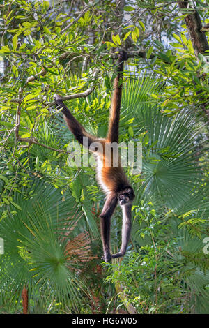 Singe araignée de Geoffroy du Yucatan (Ateles geoffroyi) en prenant le soleil dans rainforest, Belize, Amérique Centrale Banque D'Images