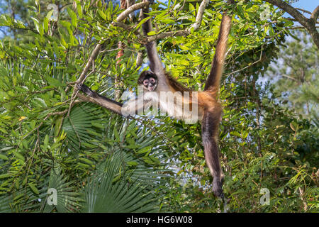 Singe araignée de Geoffroy du Yucatan (Ateles geoffroyi) en prenant le soleil dans rainforest, Belize, Amérique Centrale Banque D'Images