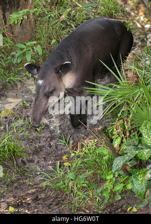 Baird's, ou de l'Amérique centrale, le tapir (Tapirus bairdii) en forêt marécageuse, Belize, Amérique Centrale Banque D'Images