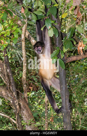 Singe araignée de Geoffroy du Yucatan (Ateles geoffroyi) en forêt tropicale, Belize, Amérique Centrale Banque D'Images