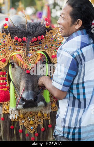 Homme tenant un balinais à un Makepung Buffalo Buffalo race répondre à Bali. Banque D'Images