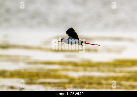 Black-winged stilt dans d'Arugam Bay Lagoon, Sri Lanka ; espèce Himantopus himantopus famille des Anatidés Banque D'Images