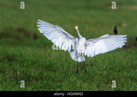 Grande aigrette dans d'Arugam Bay Lagoon, Sri Lanka ; espèce Ardea alba famille des Ardeidae Banque D'Images