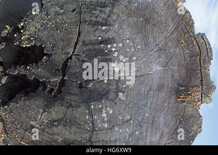 Arbre mort montrant le rivage, anneaux d'âge et de l'estuaire de la rivière Englishman, l'île de Vancouver. C.-B. Canada. 11 331 SCO. Banque D'Images