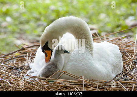 White Cygne muet - Cygnus olor et Cygnet Banque D'Images