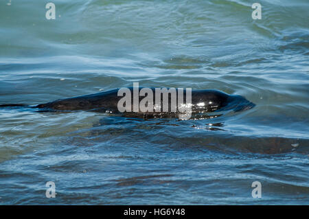 New Zealand fur seal nager dans l'océan Pacifique près de la côte du parc national Abel Tasman en Nouvelle-Zélande. Banque D'Images