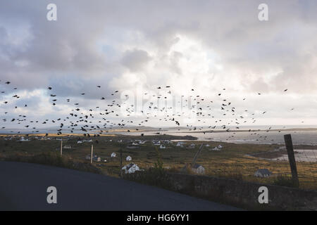 Un meurtre de corbeaux survolant Bun na Leaca, comté de Donegal. L'Irlande Banque D'Images