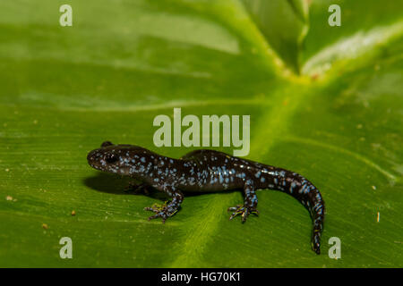 Un gros plan d'une salamandre à points bleus isolé sur une feuille verte Banque D'Images