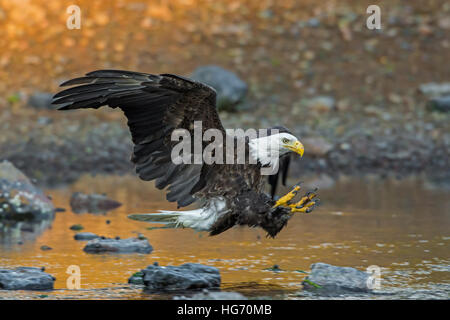 Pygargue à tête blanche (Haliaeetus leucocephalus). L'Acadia National Park, Maine, USA. La pêche. Banque D'Images
