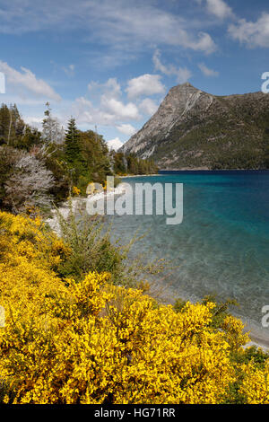 Balai jaune sur le Lac Nahuel Huapi, près de Bariloche, 7 lacs, le Parc National Nahuel Huapi, le Lake District, l'Argentine Banque D'Images