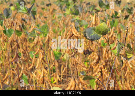 Les plants de soja mûres, selective focus, faible profondeur de champ Banque D'Images