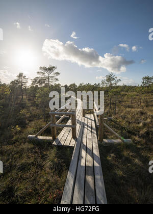 Passerelle en bois dans la tourbière à la campagne Banque D'Images