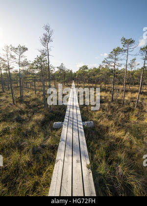 Passerelle en bois dans la tourbière à la campagne Banque D'Images