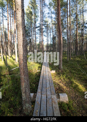 Passerelle en bois dans la tourbière à la campagne Banque D'Images