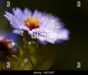 Close up of a Michaelmas Daisy avec la rosée du matin. Banque D'Images