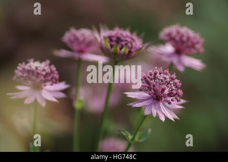 Astrantia major 'Hadspen Blood' Banque D'Images