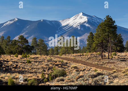 Le sentier de l'Arizona en passant par le pin et la prairie sous le San Francisco Peaks. Coconino National Forest, Arizona Banque D'Images