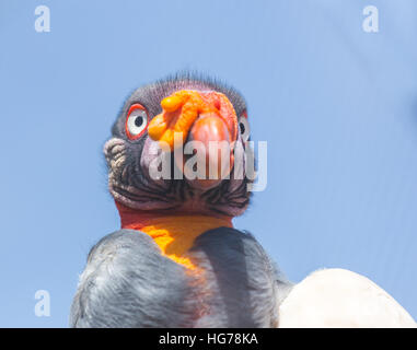 King Vulture, un oiseau de couleur. Banque D'Images