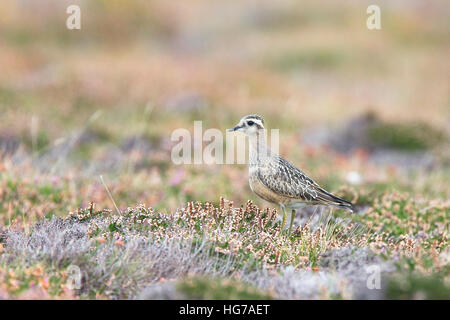 Pluvier guignard (Charadrius morinellus), juvénile, Gwennap Head, Cornwall, England, UK. Banque D'Images