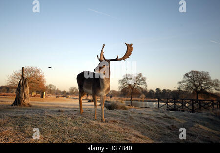 Deer Bushy Park, à l'ouest de Londres, après la nuit est tombée en dessous de zéro dans de nombreuses régions du sud de l'Angleterre. Banque D'Images