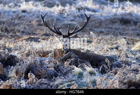 Deer Bushy Park, à l'ouest de Londres, après la nuit est tombée en dessous de zéro dans de nombreuses régions du sud de l'Angleterre. Banque D'Images