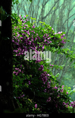 Violette et verte Banque D'Images