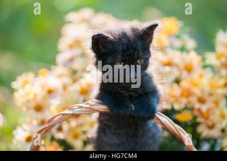 Petit chaton noir assis dans le panier de fleurs jardin Banque D'Images