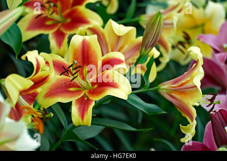 Lily floraison 'Shocking' dans un chalet jardin Banque D'Images