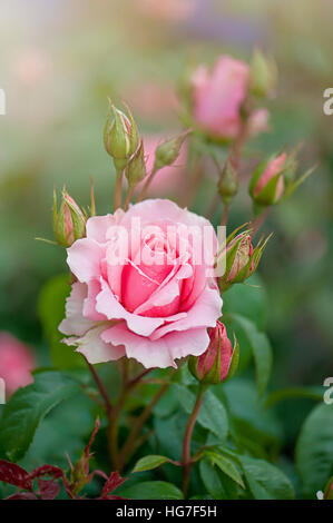 Rosa 'la main dans la main" et les bourgeons de fleurs d'été rose Banque D'Images