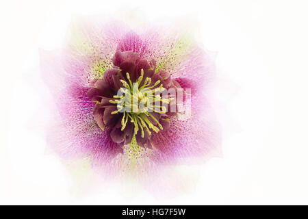 Creative, high-key image d'une floraison de printemps fleur Hellebore rose Banque D'Images