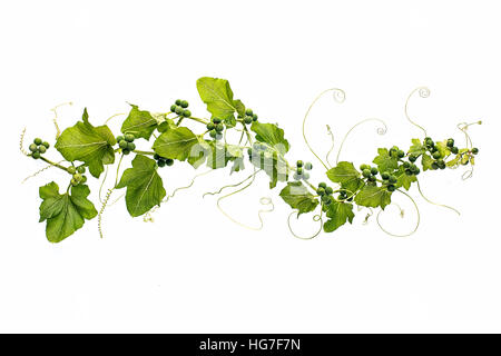 Close-up, High key image de Bryone Blanche - Bryonia dioica, une escalade toxique plante vivace, image prise sur un fond blanc. Banque D'Images