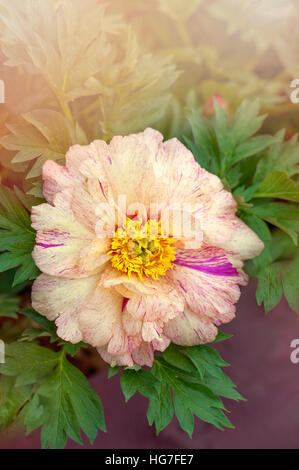 Belle pêche et fleur de pivoine rose Banque D'Images