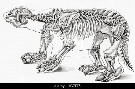 Squelette d'un Megatherium, un genre d'elephant-paresseux de la taille. De Meyers lexique, publié en 1924. Banque D'Images