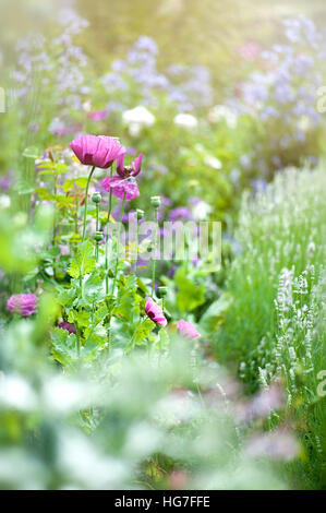 Purple Pavot dans un jardin d'été Banque D'Images