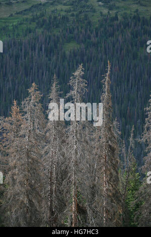 Les arbres de pins morts agrile du pin Parc National des Montagnes Rocheuses au Colorado Banque D'Images