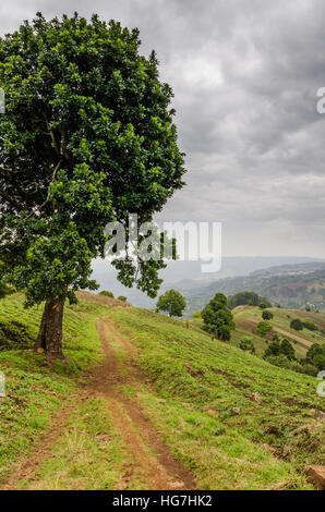 Petit sentier à côté du grand arbre dans les hautes terres du Cameroun avec ciel nuageux spectaculaires, de l'Afrique Banque D'Images