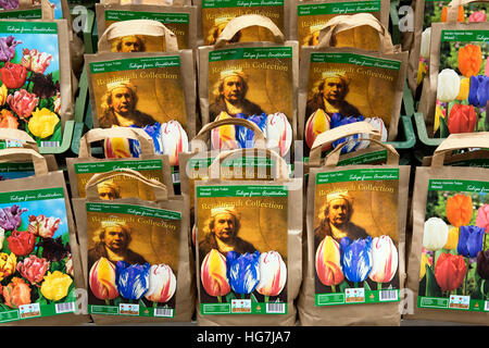 Bulbes de tulipes avec le portrait de Rembrandt au traditionnel marché aux fleurs, Amsterdam Banque D'Images