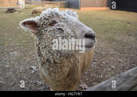Posant pour une photo de moutons Banque D'Images