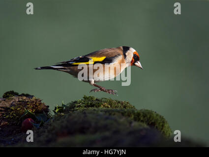 Chardonneret élégant, Carduelis carduelis, sauter sur la pierre couverte de mousse à Wareham, Dorset, England, UK Banque D'Images